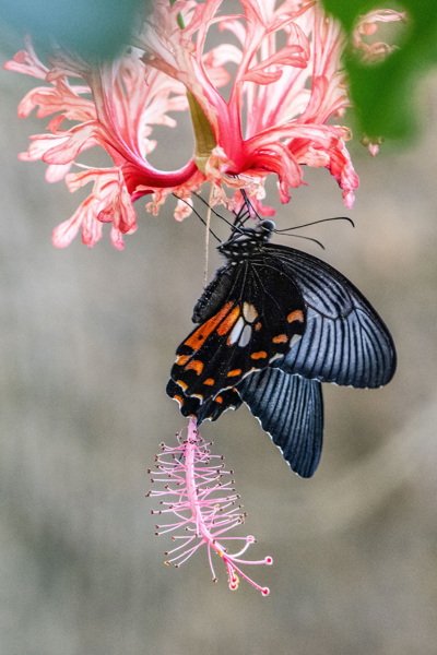 Christel Trica "Tropischer Schmetterling - Danakil Erfurt"